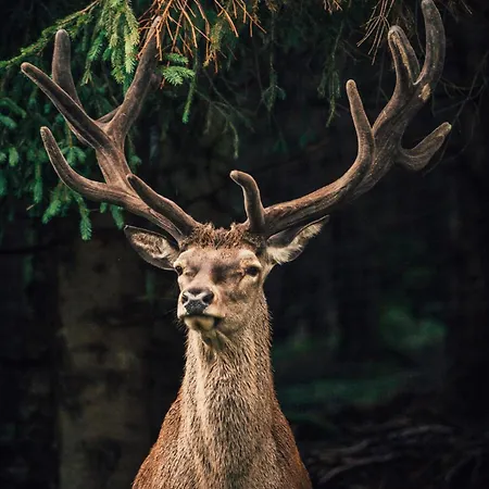 Ξενοδοχείο Torghele's Wald & Fluh Balderschwang